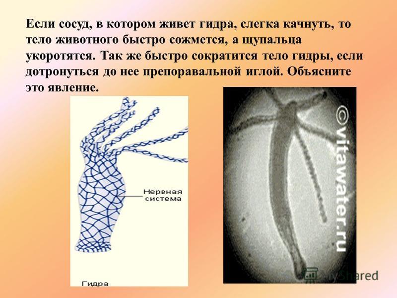 Кракен браузер ссылка